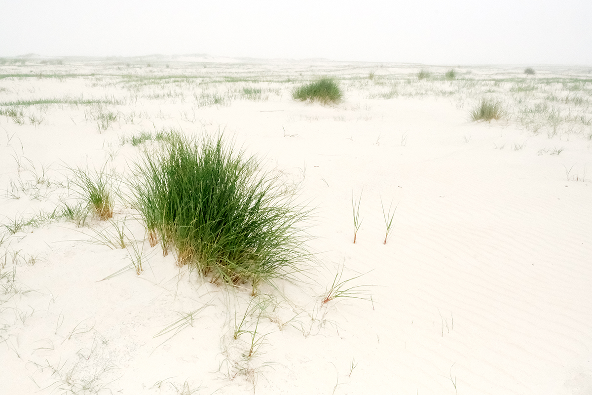 norderney 30 Photography Dreams | nature photographs - Norderney - Nordsee