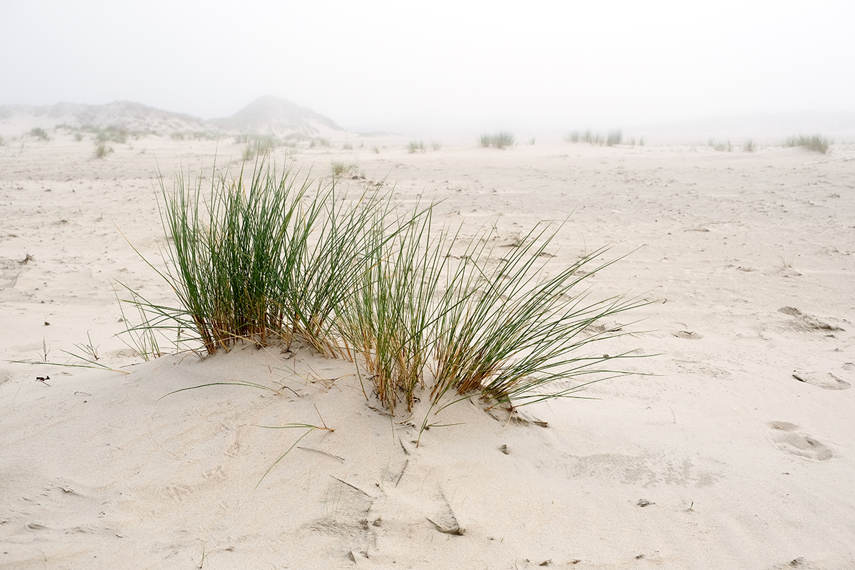 norderney 40 Photography Dreams | nature photographs - Norderney - Nordsee