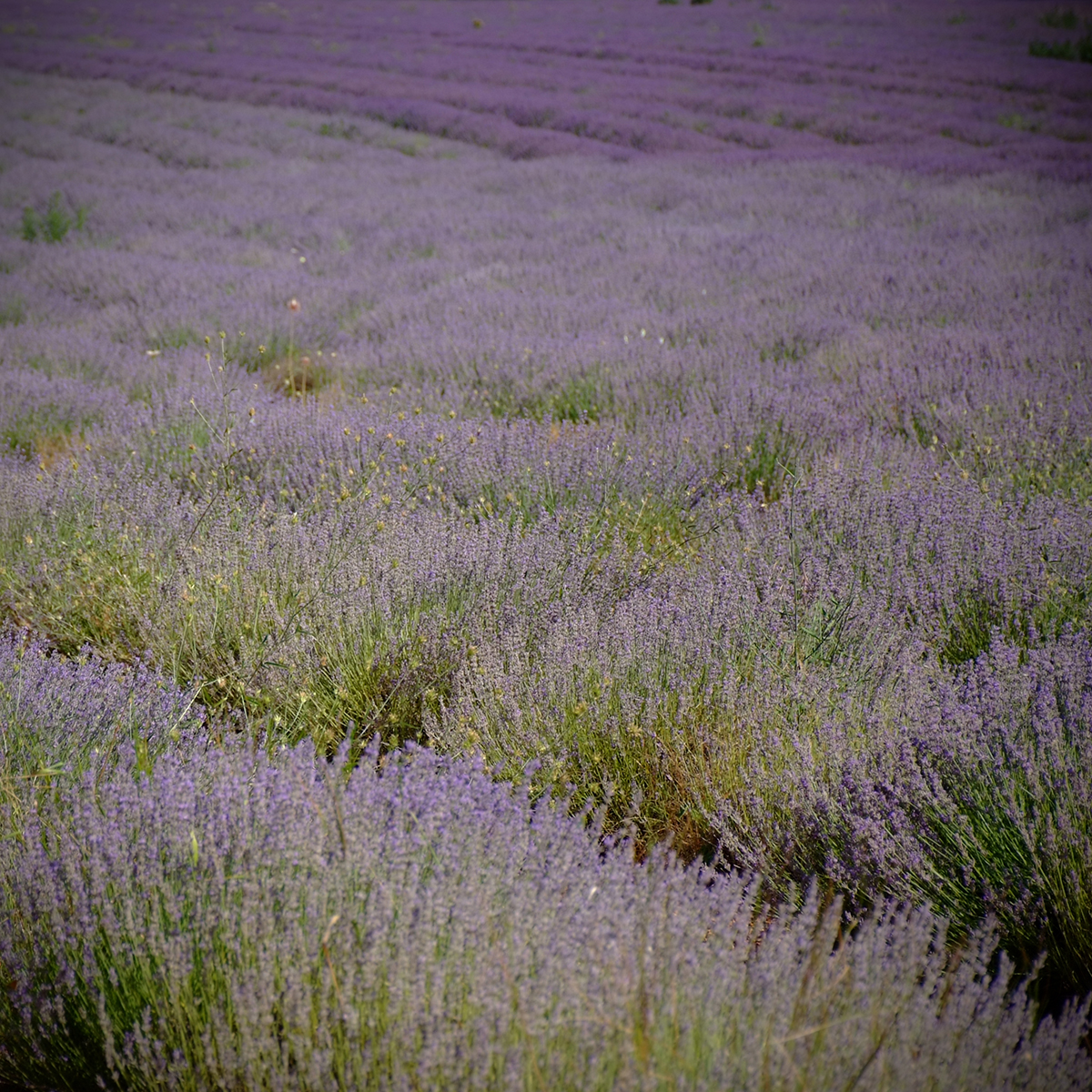 barjac 18 Photography Dreams | nature photographs - Barjac - Südfrankreich