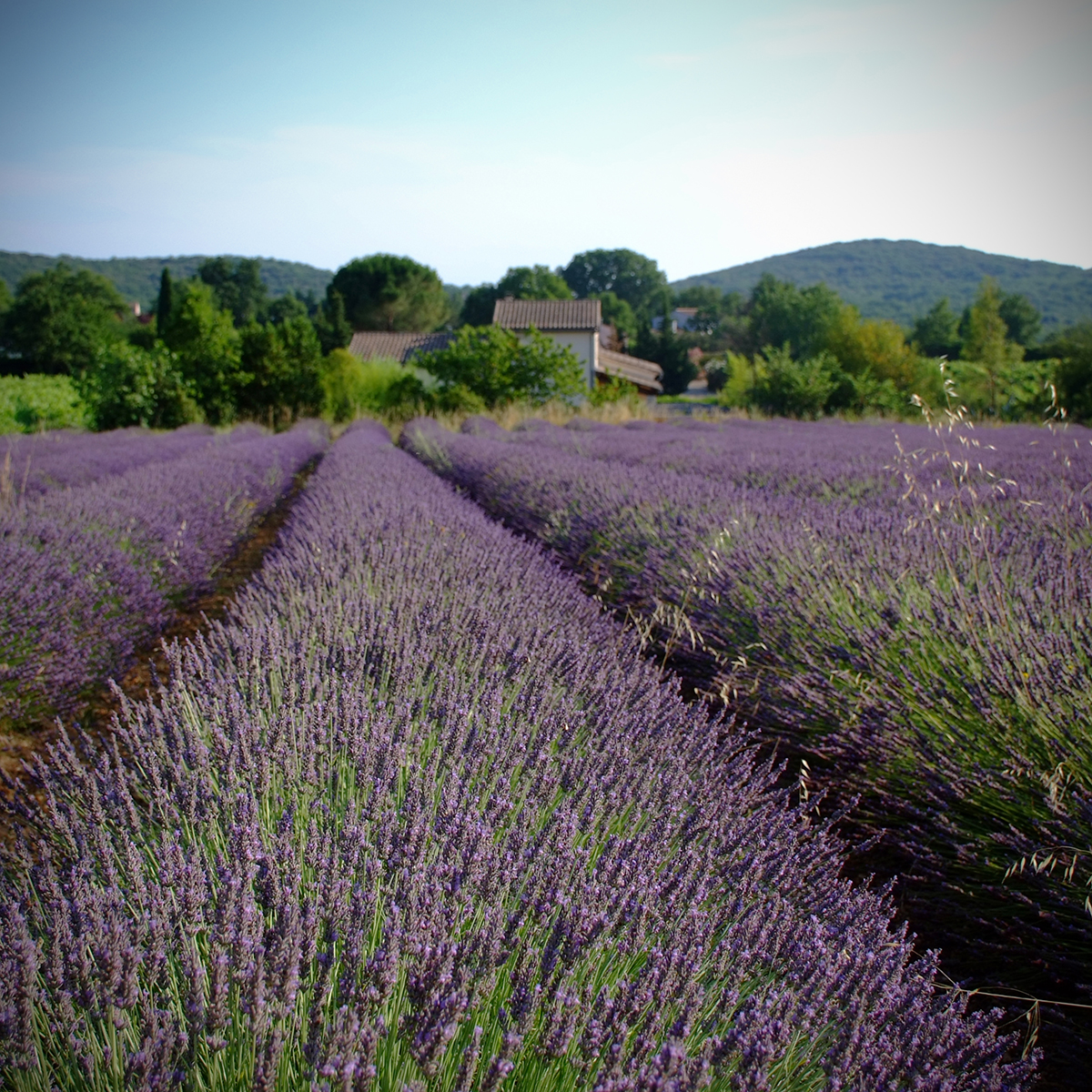 barjac 27 Photography Dreams | nature photographs - Barjac - Südfrankreich