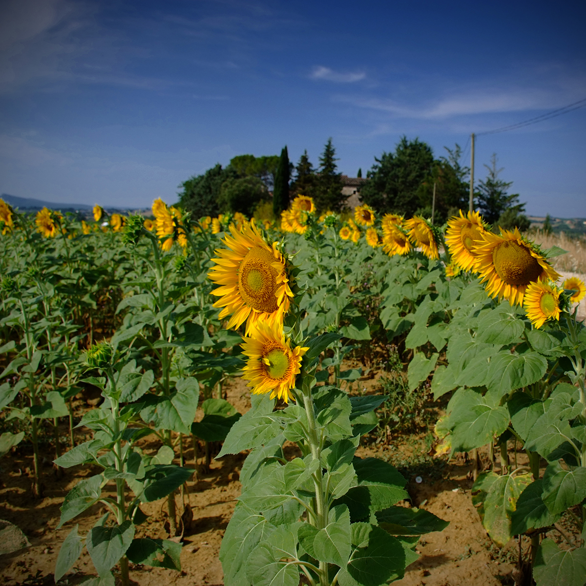 barjac 31 Photography Dreams | nature photographs - Barjac - Südfrankreich