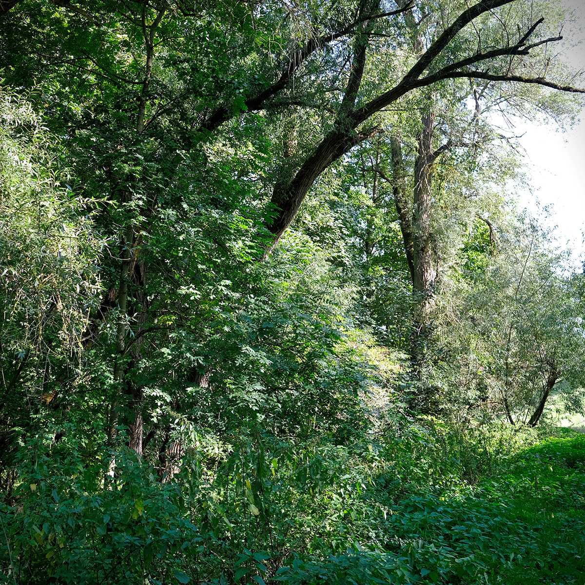 vogelsberg 04 Photography Dreams | nature photographs - Vogelsberg - Hessen