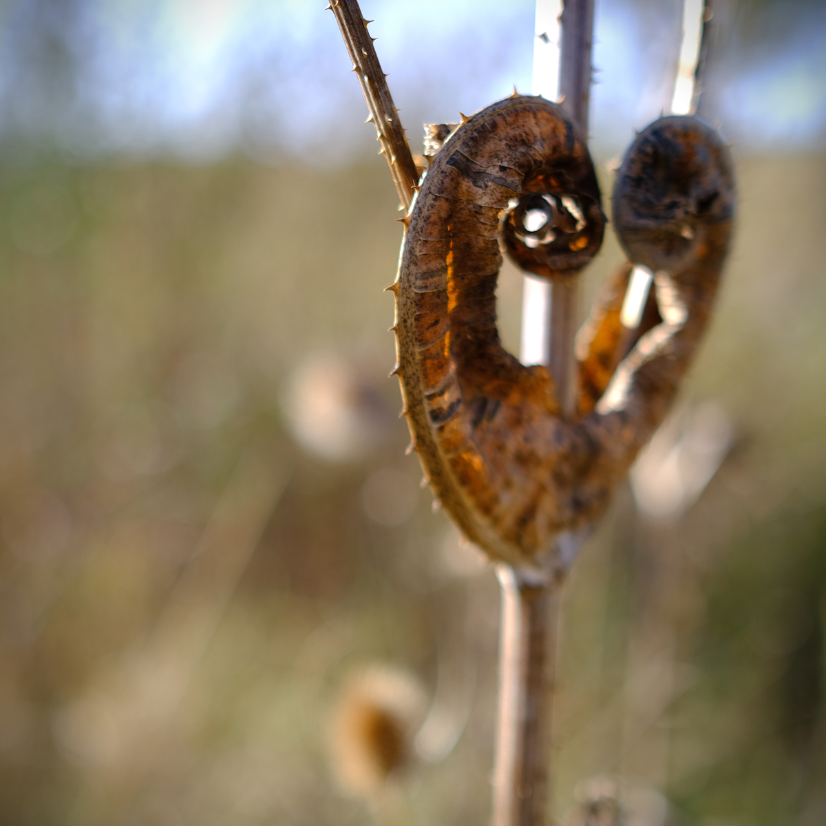 vogelsberg 15 Photography Dreams | nature photographs - Vogelsberg - Hessen