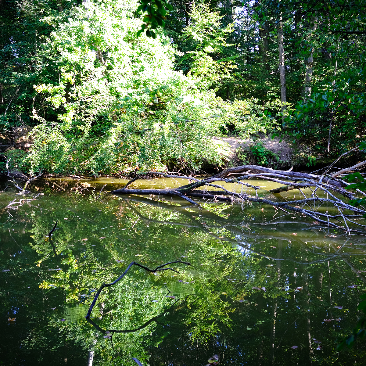 vogelsberg 32 Photography Dreams | nature photographs - Vogelsberg - Hessen