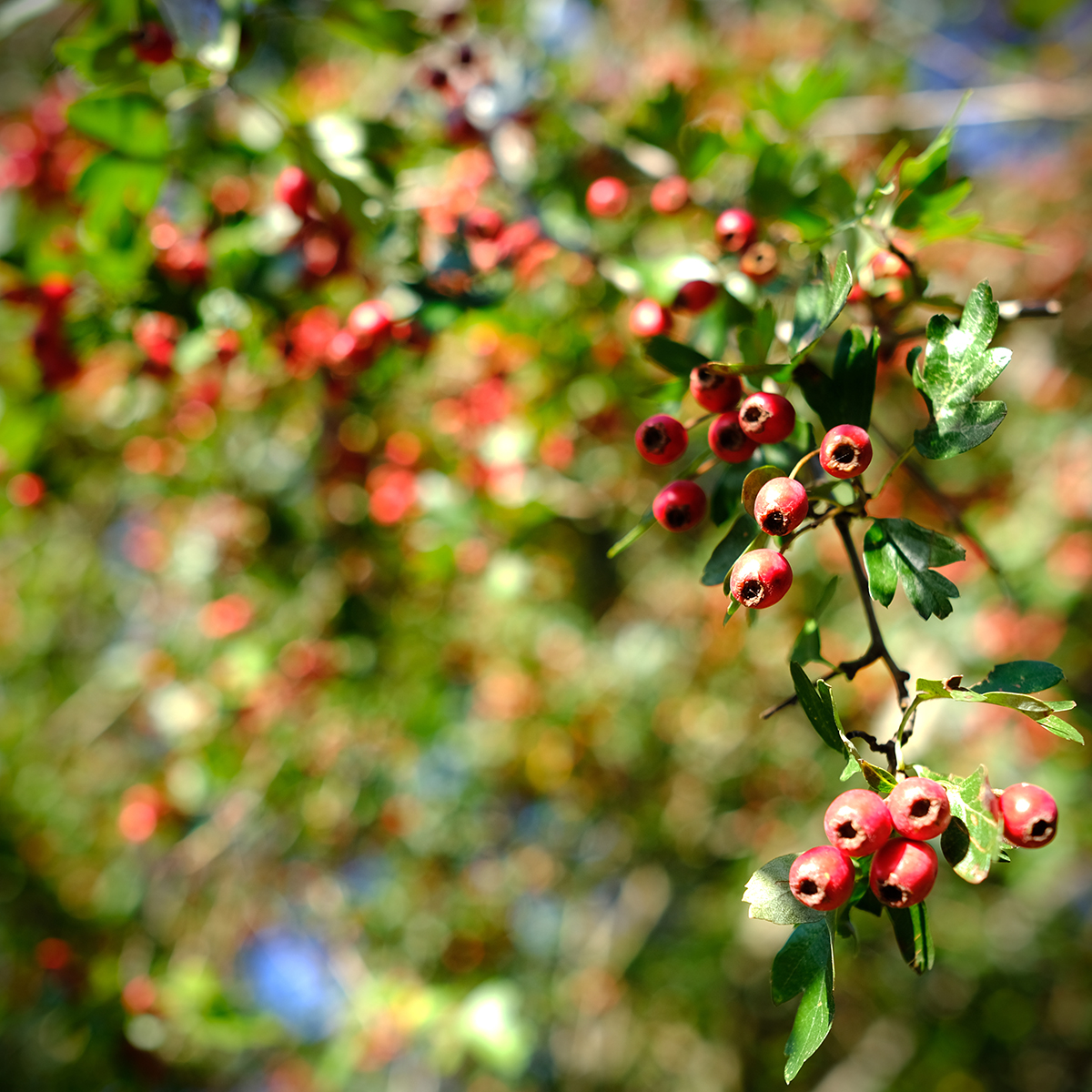 vogelsberg 36 Photography Dreams | nature photographs - Vogelsberg - Hessen