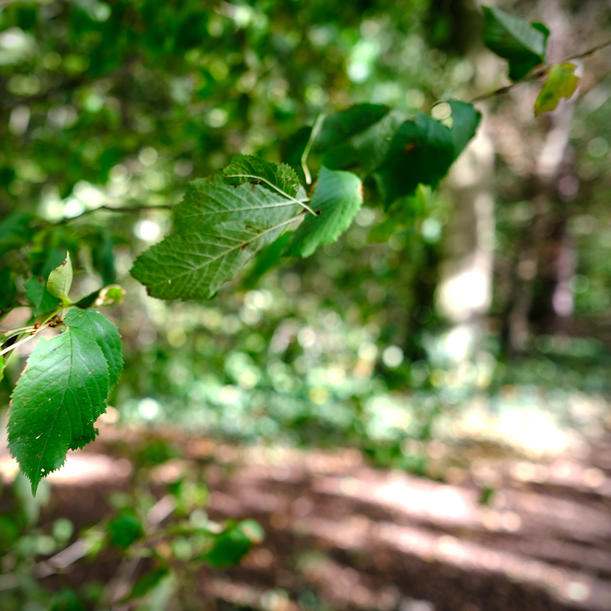 lich 24 Photography Dreams | nature photographs - Lich - Mittelhessen