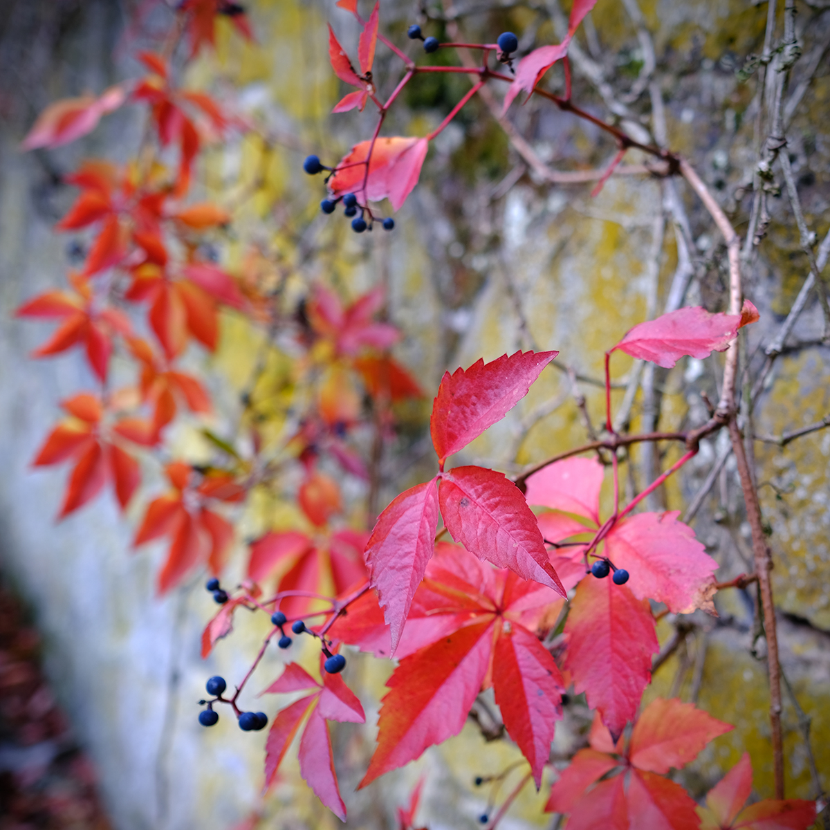 lich 31 Photography Dreams | nature photographs - Lich - Mittelhessen