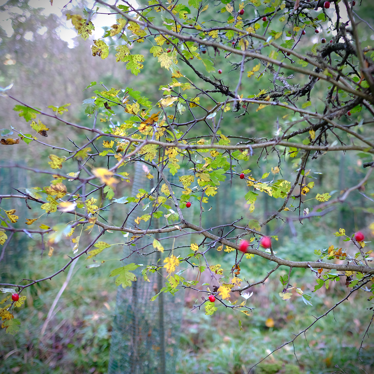 lich 59 Photography Dreams | nature photographs - Lich - Mittelhessen