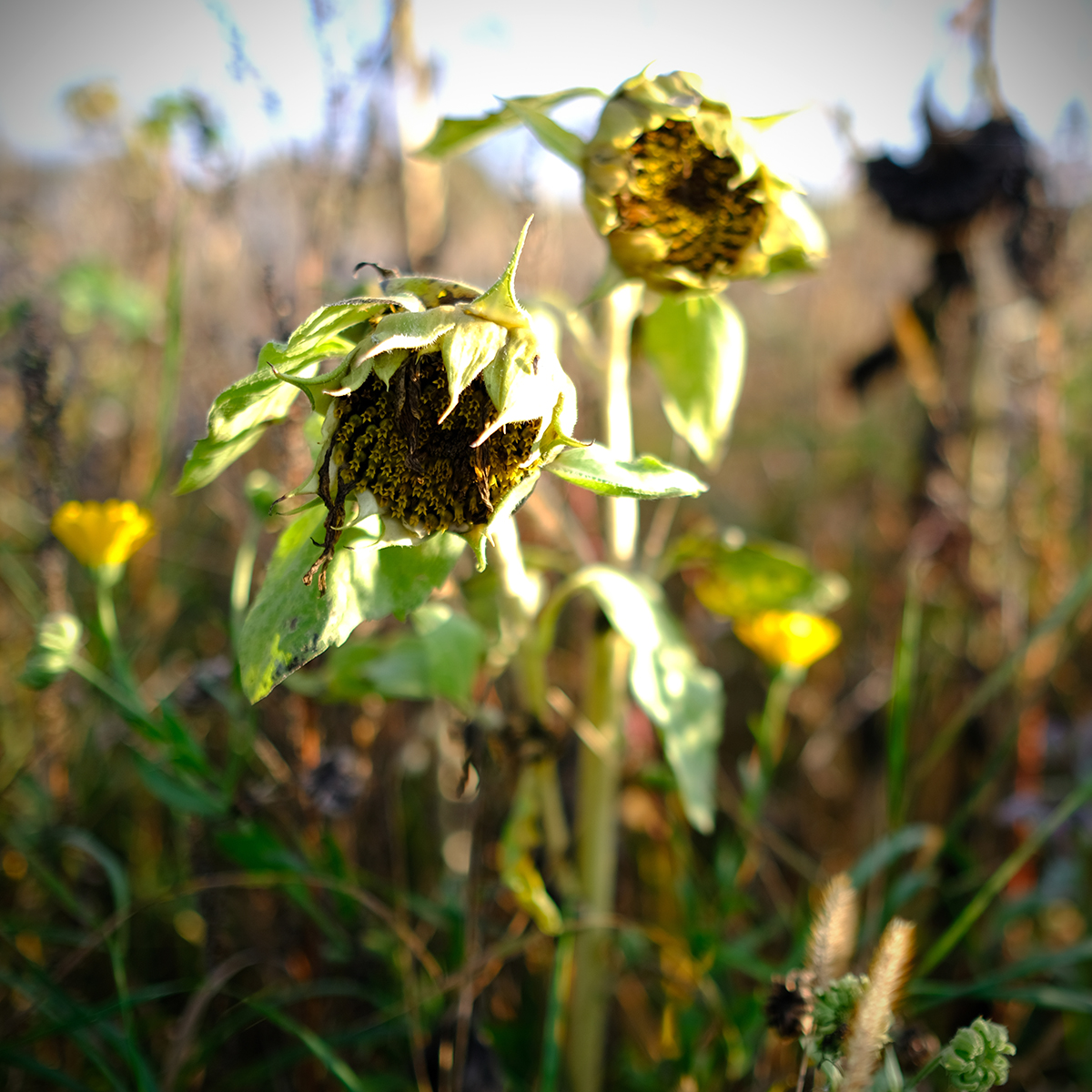 lich 79 Photography Dreams | nature photographs - Lich - Mittelhessen