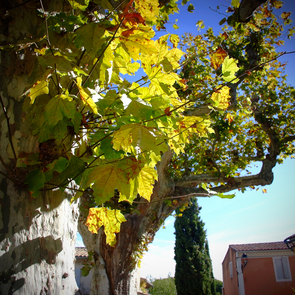 vaison-la-romaine 06 Photography Dreams | nature photographs - Provence - Südfrankreich