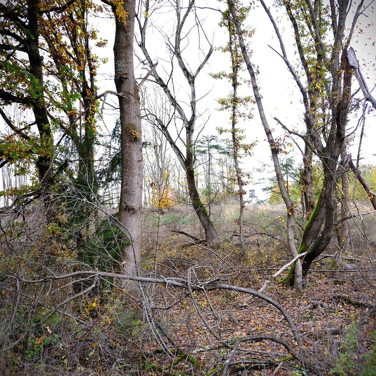 vogelsberg 04 Photography Dreams | nature photographs - Vogelsberg - Hessen