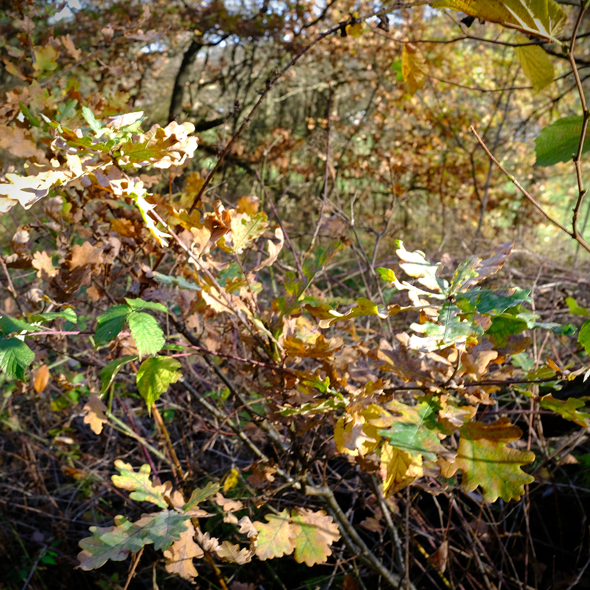 vogelsberg 31 Photography Dreams | nature photographs - Vogelsberg - Hessen