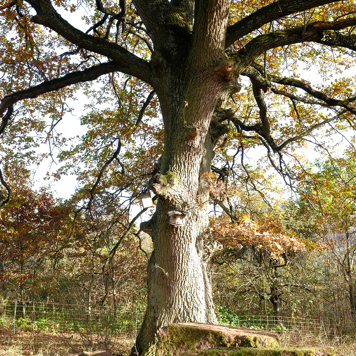 vogelsberg 36 Photography Dreams | nature photographs - Vogelsberg - Hessen