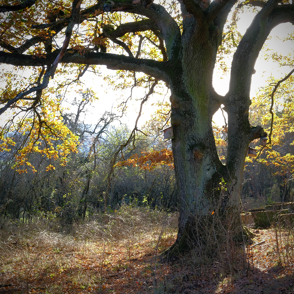 vogelsberg 38 Photography Dreams | nature photographs - Vogelsberg - Hessen