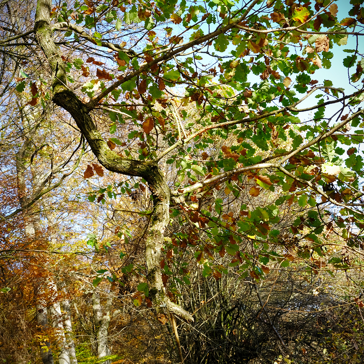 vogelsberg 41 Photography Dreams | nature photographs - Vogelsberg - Hessen