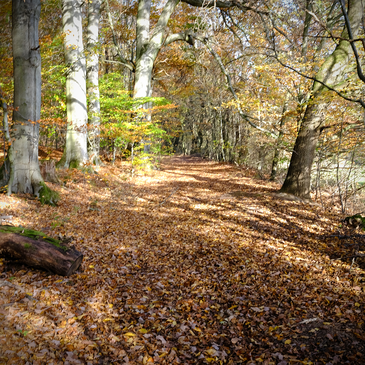 vogelsberg 42 Photography Dreams | nature photographs - Vogelsberg - Hessen