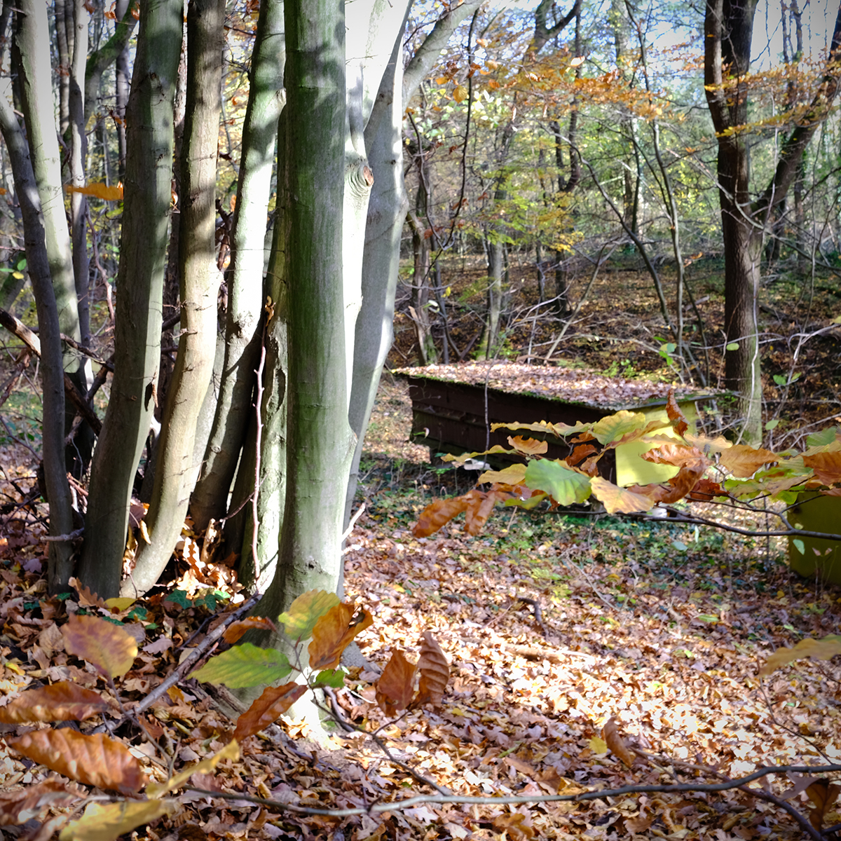 vogelsberg 47 Photography Dreams | nature photographs - Vogelsberg - Hessen