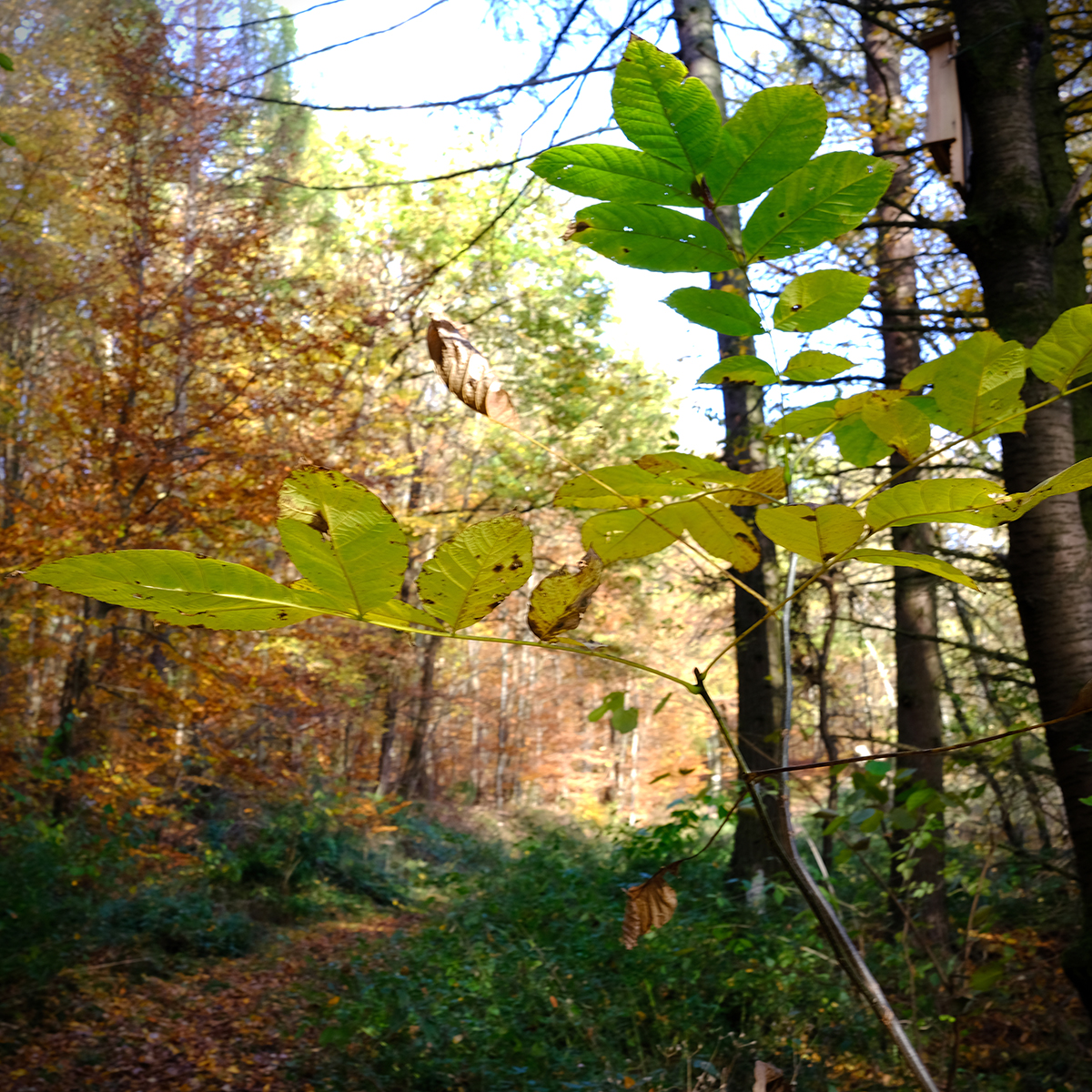 vogelsberg 48 Photography Dreams | nature photographs - Vogelsberg - Hessen