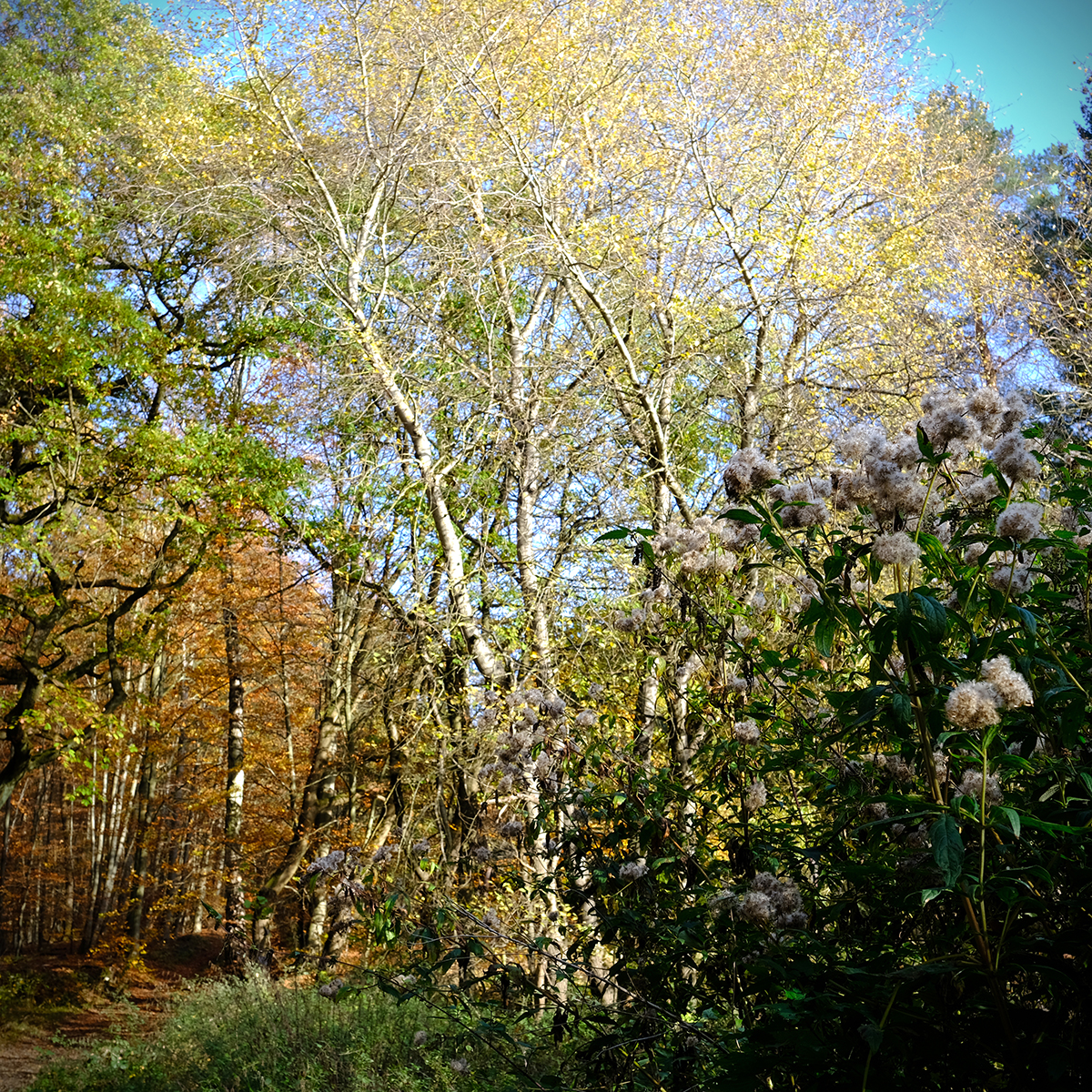 vogelsberg 50 Photography Dreams | nature photographs - Vogelsberg - Hessen