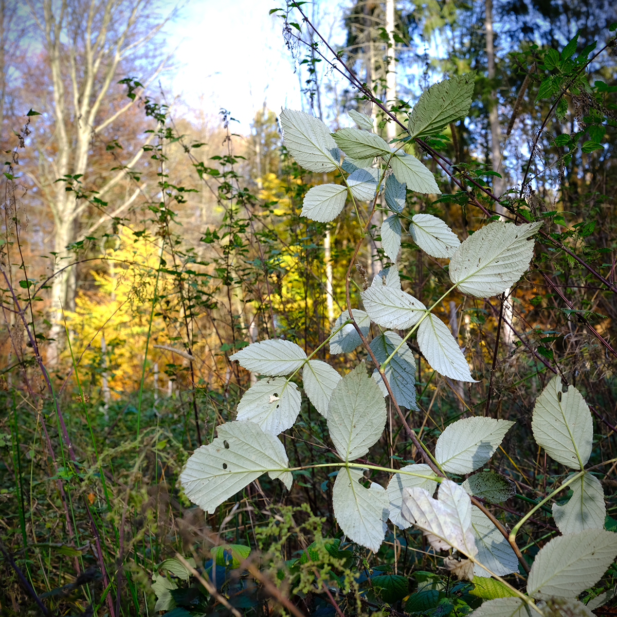 vogelsberg 52 Photography Dreams | nature photographs - Vogelsberg - Hessen