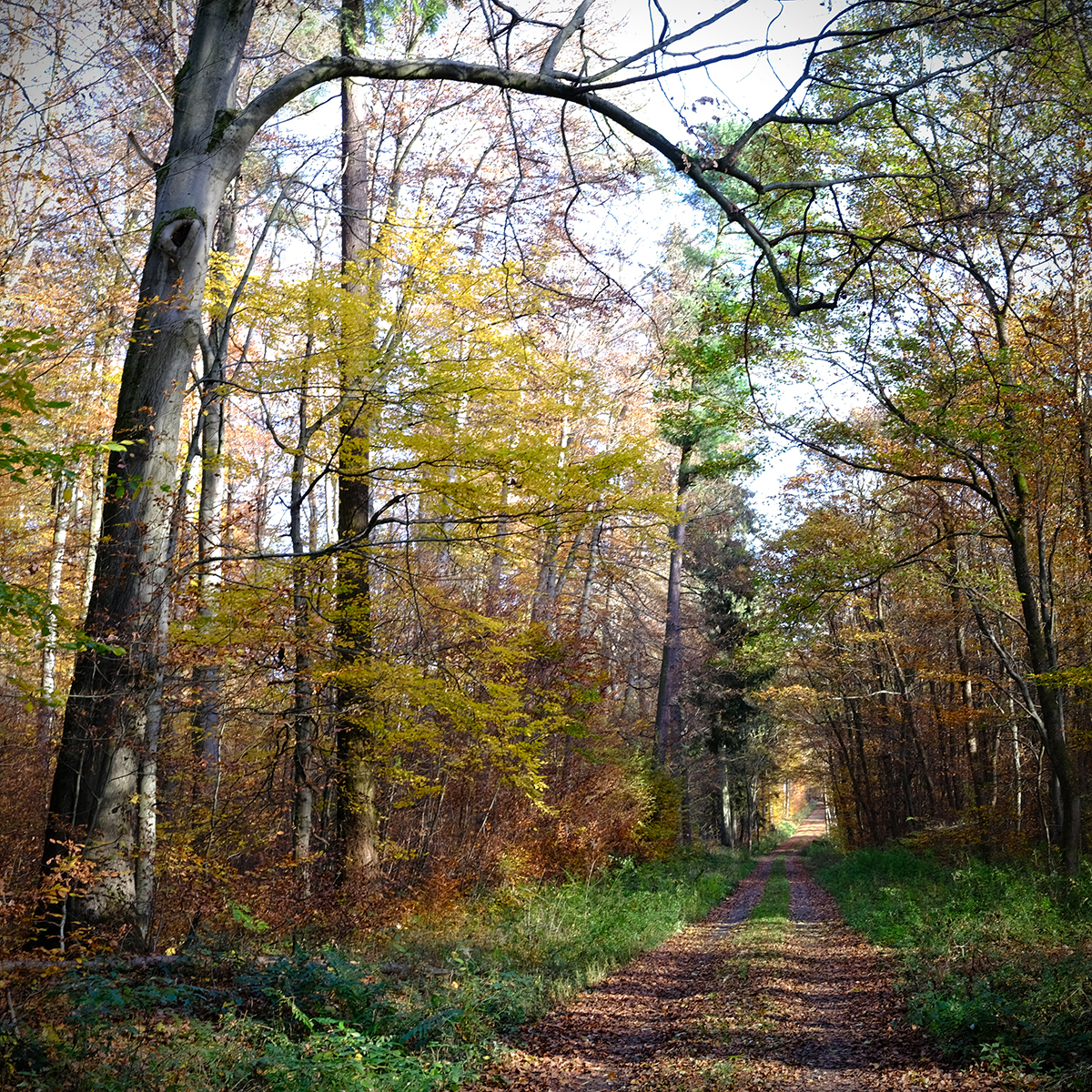 vogelsberg 53 Photography Dreams | nature photographs - Vogelsberg - Hessen