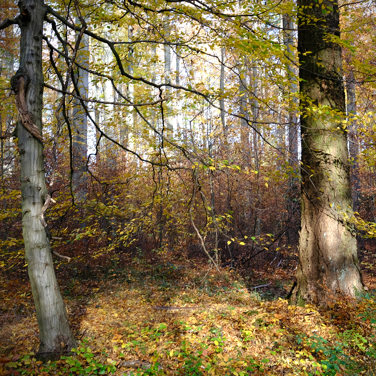 vogelsberg 54 Photography Dreams | nature photographs - Vogelsberg - Hessen