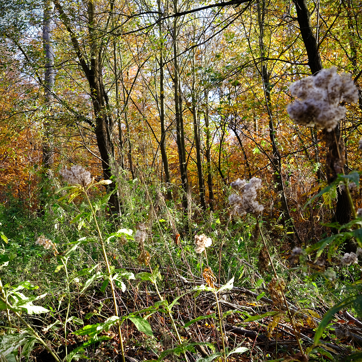 vogelsberg 57 Photography Dreams | nature photographs - Vogelsberg - Hessen