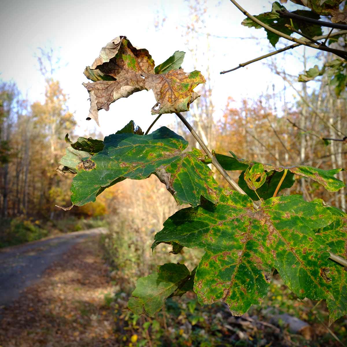 vogelsberg 63 Photography Dreams | nature photographs - Vogelsberg - Hessen