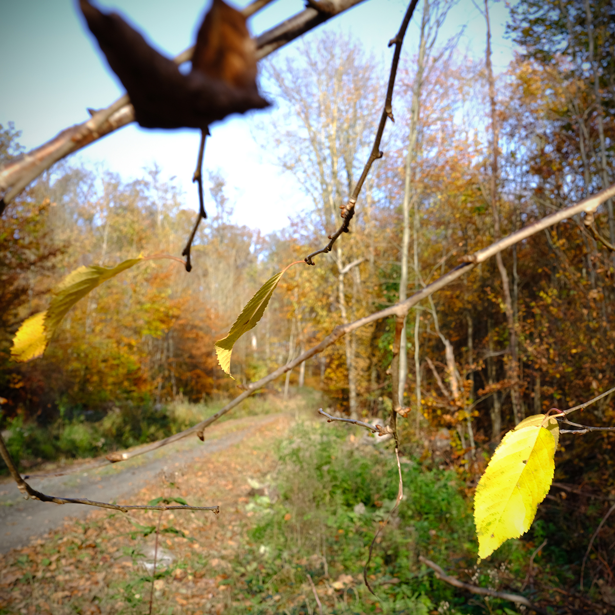 vogelsberg 64 Photography Dreams | nature photographs - Vogelsberg - Hessen