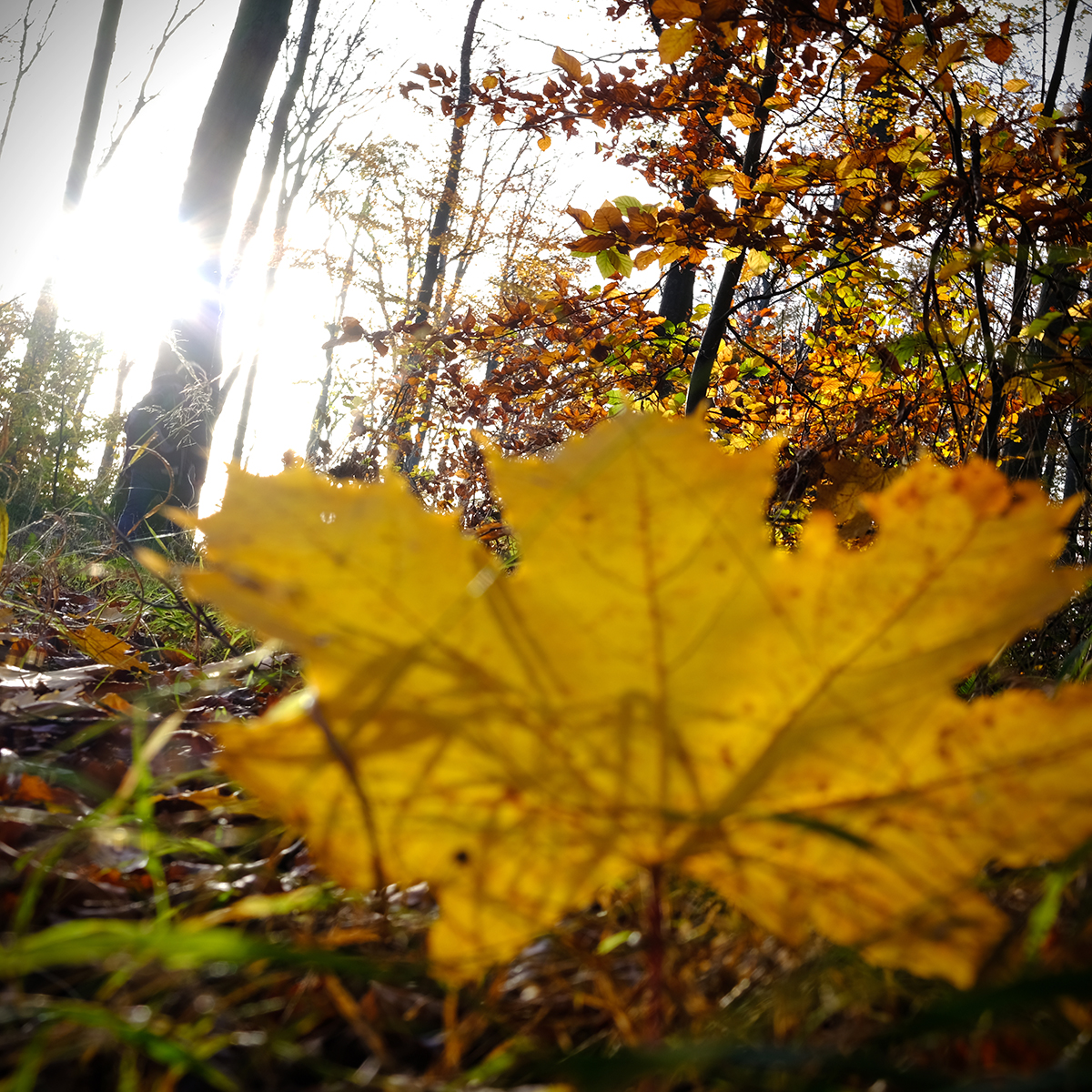 vogelsberg 66 Photography Dreams | nature photographs - Vogelsberg - Hessen